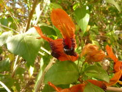 صورة Ruttya fruticosa Lindau