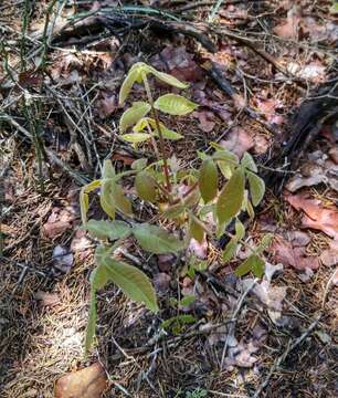 Image of black hickory