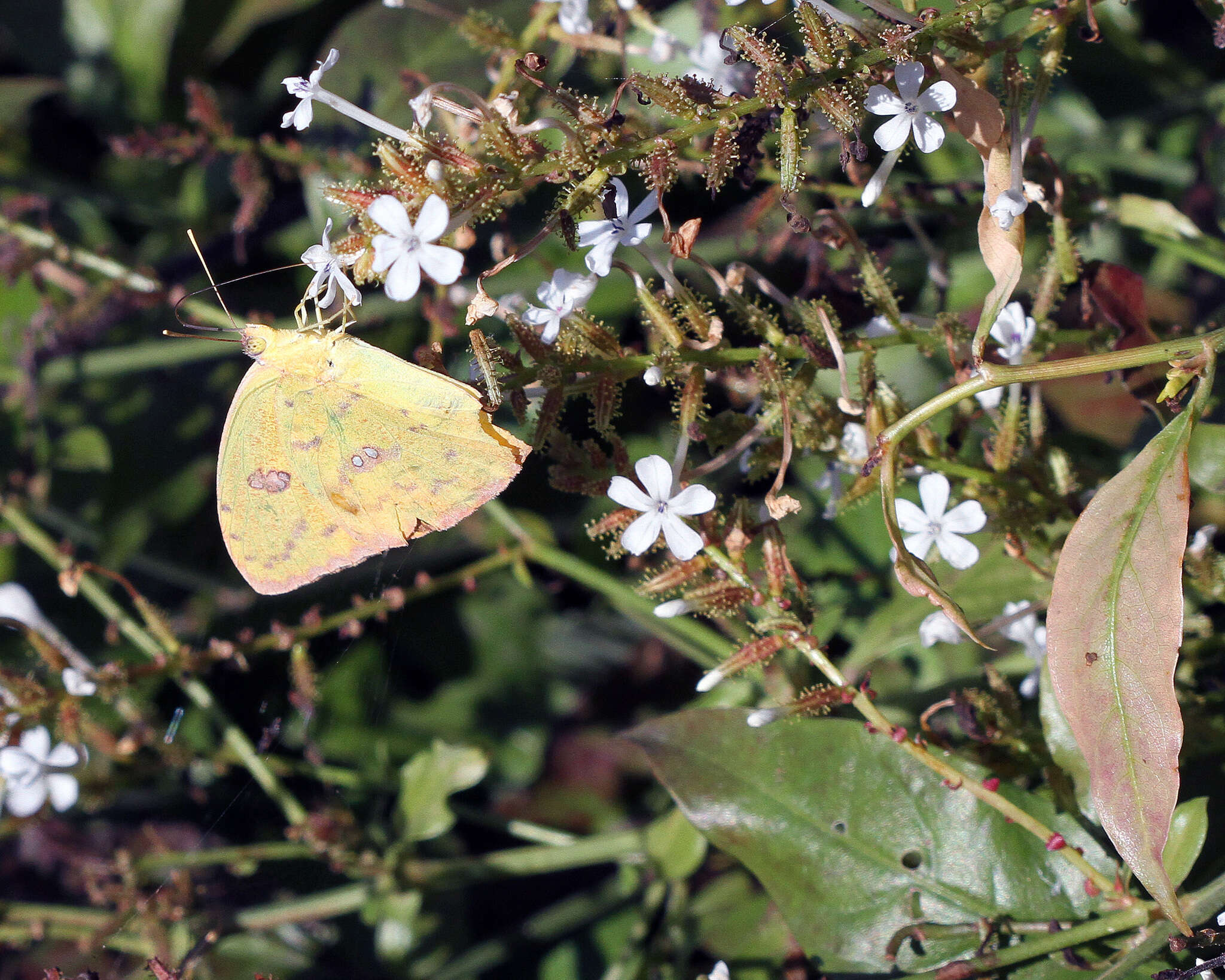 صورة Phoebis philea (Linnaeus 1763)