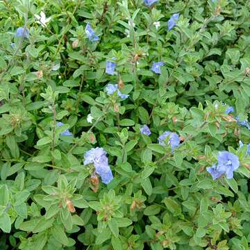 Image of Brazilian dwarf morning-glory