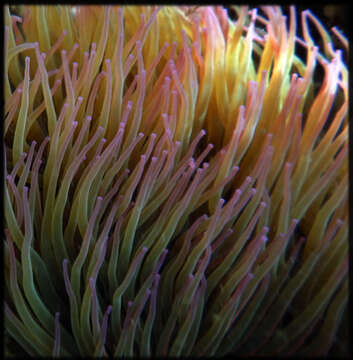 Image of Snakelocks anemone