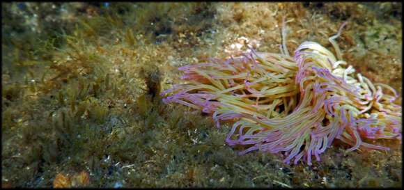 Image of Snakelocks anemone