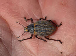 Imagem de Catasarcus carinaticeps Lea 1909