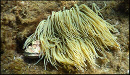 Image of Snakelocks anemone