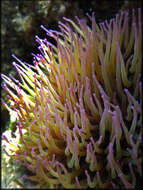 Image of Snakelocks anemone