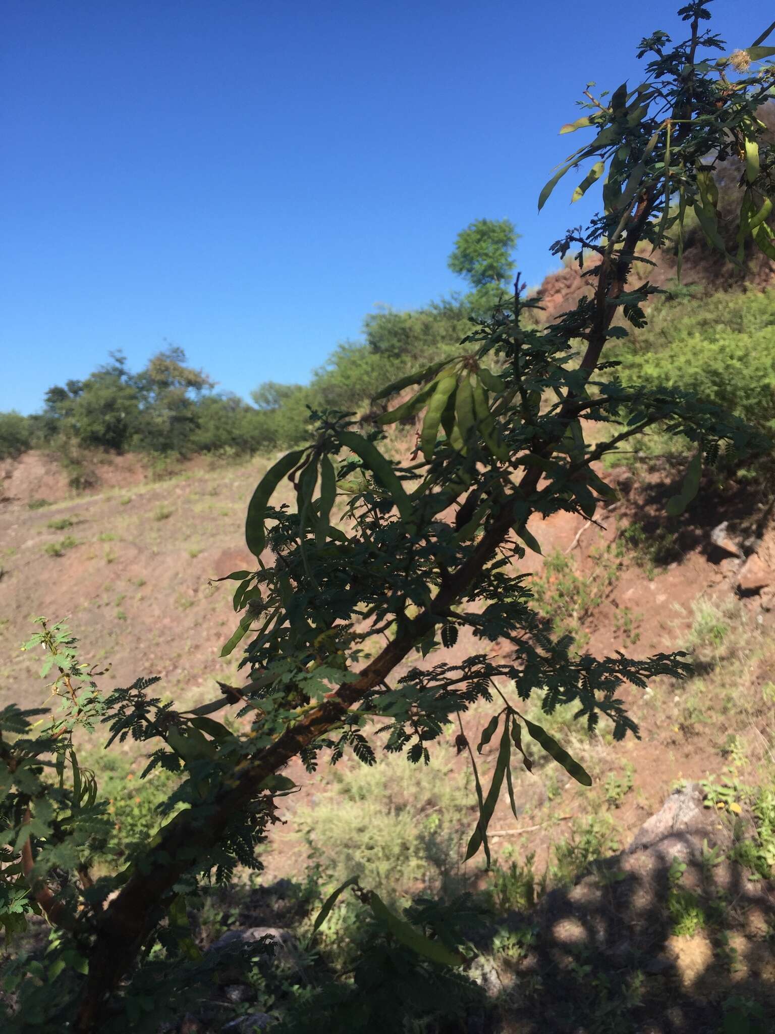 Image of Mimosa farinosa Griseb.