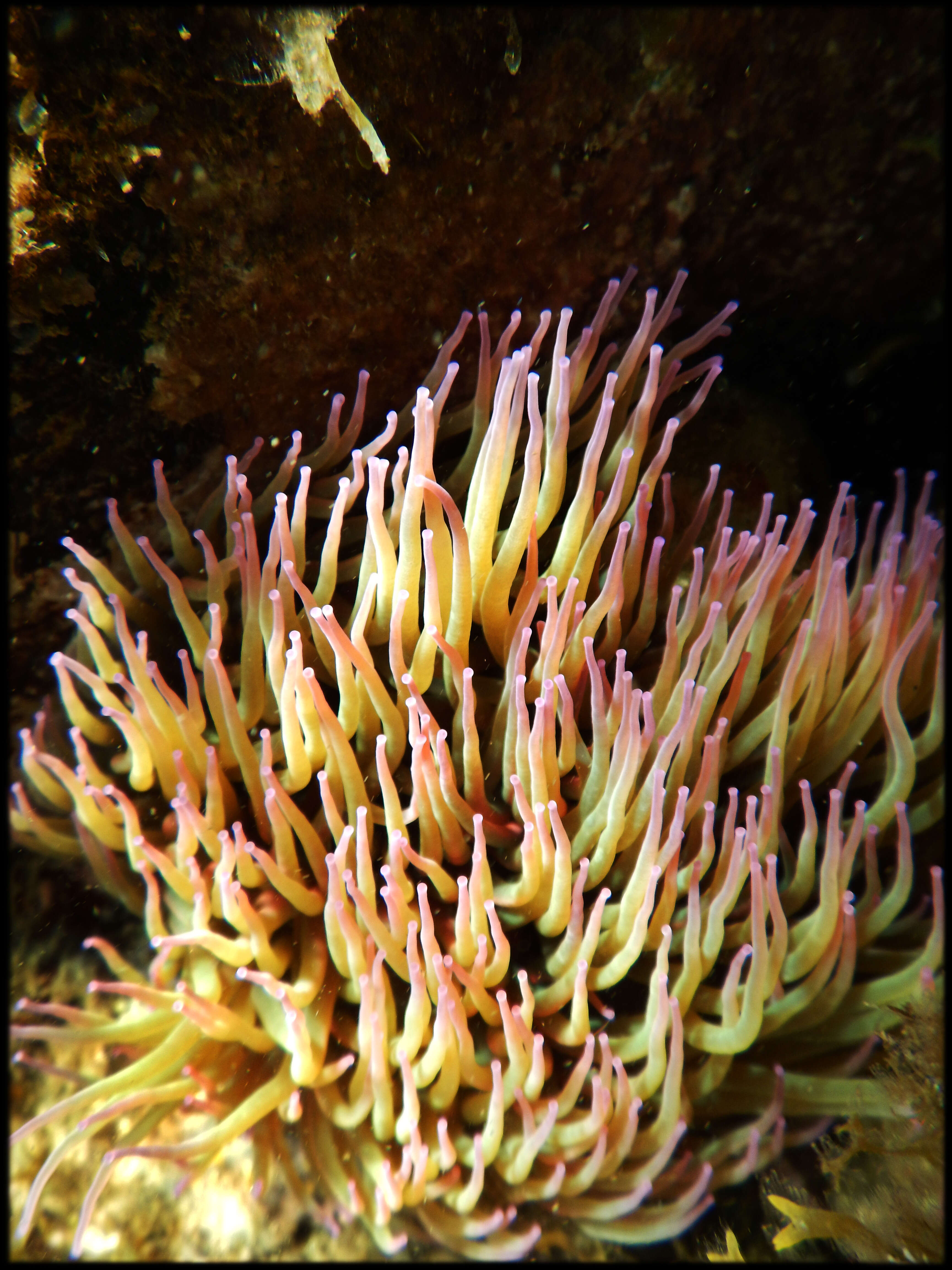 Image de anémone de mer verte