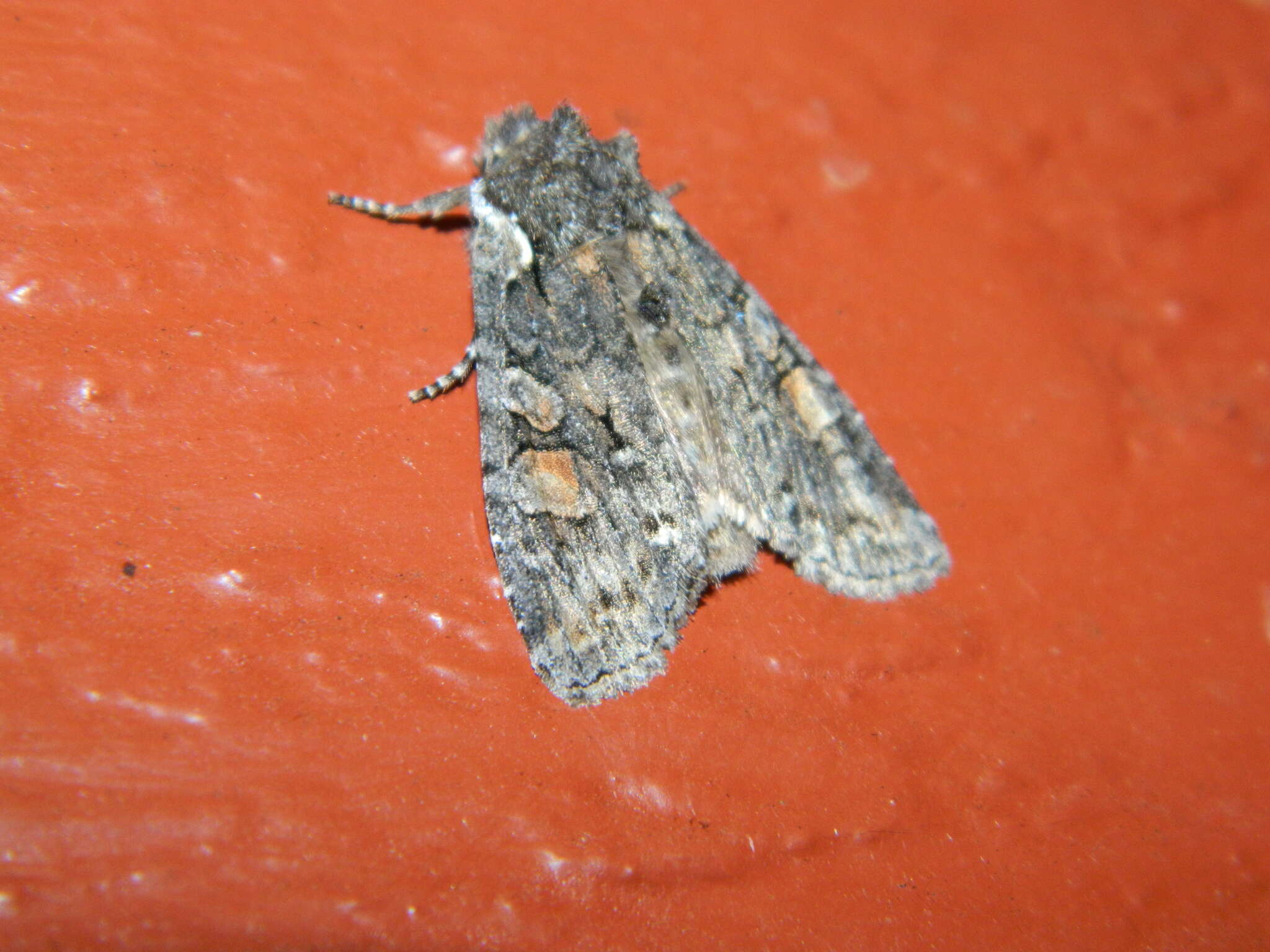 Image of Plush-naped Pinion