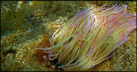 Image of Snakelocks anemone