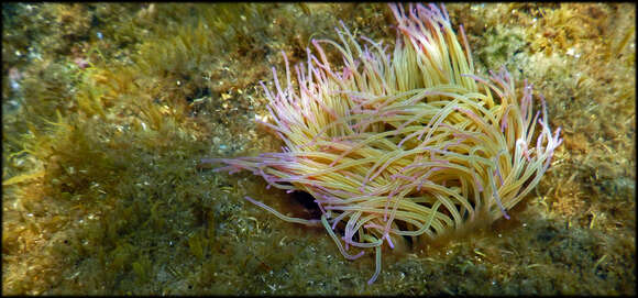 Image of Snakelocks anemone