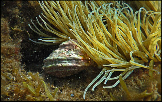 Image of Snakelocks anemone