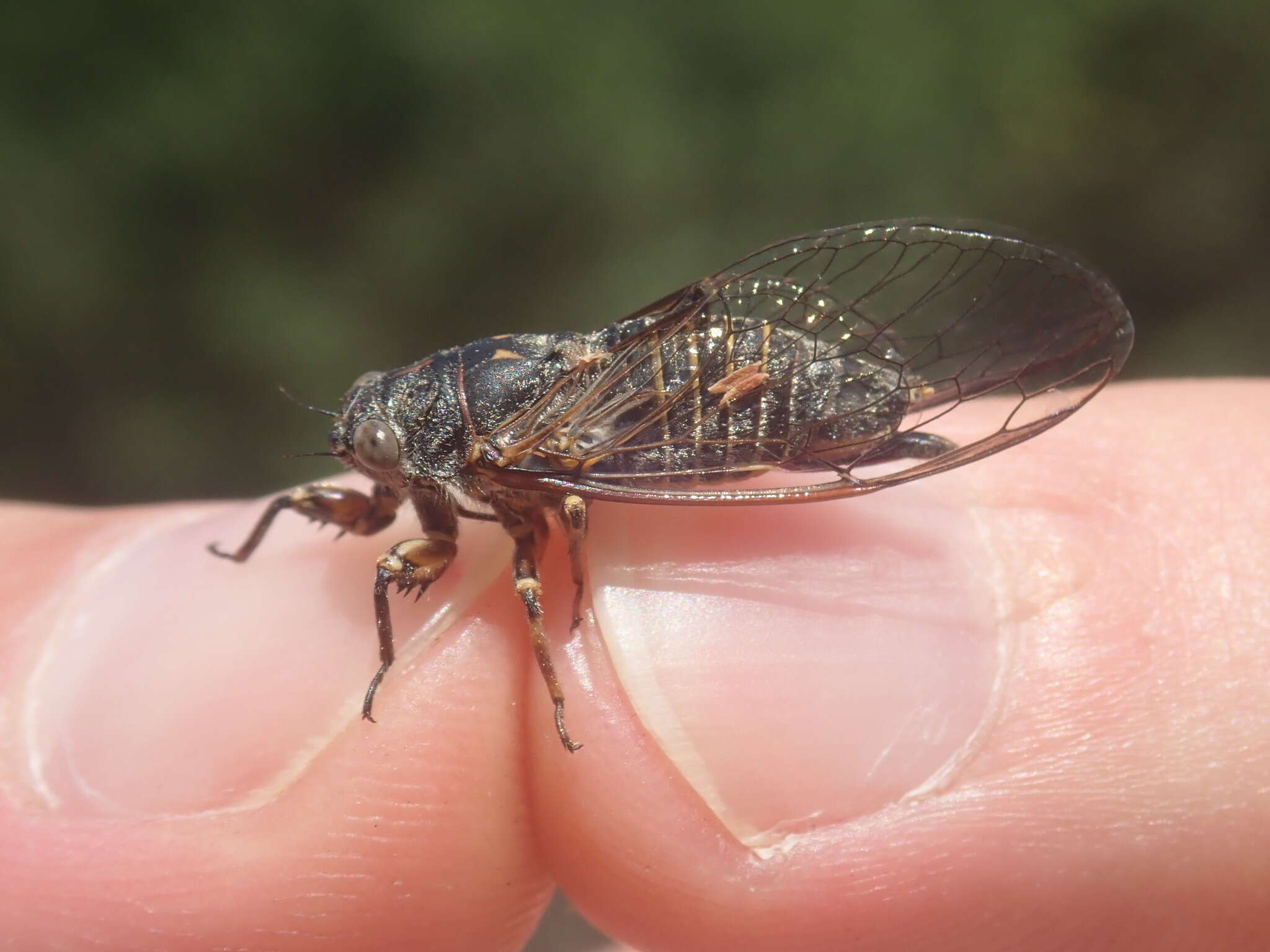 Tettigettula pygmea (Olivier 1790)的圖片