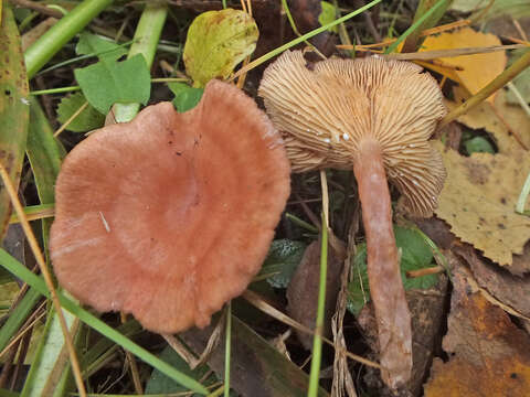 Image of Lactarius spinosulus Quél. & Le Bret. 1880