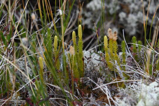 Image of Spinulum annotinum subsp. alpestre