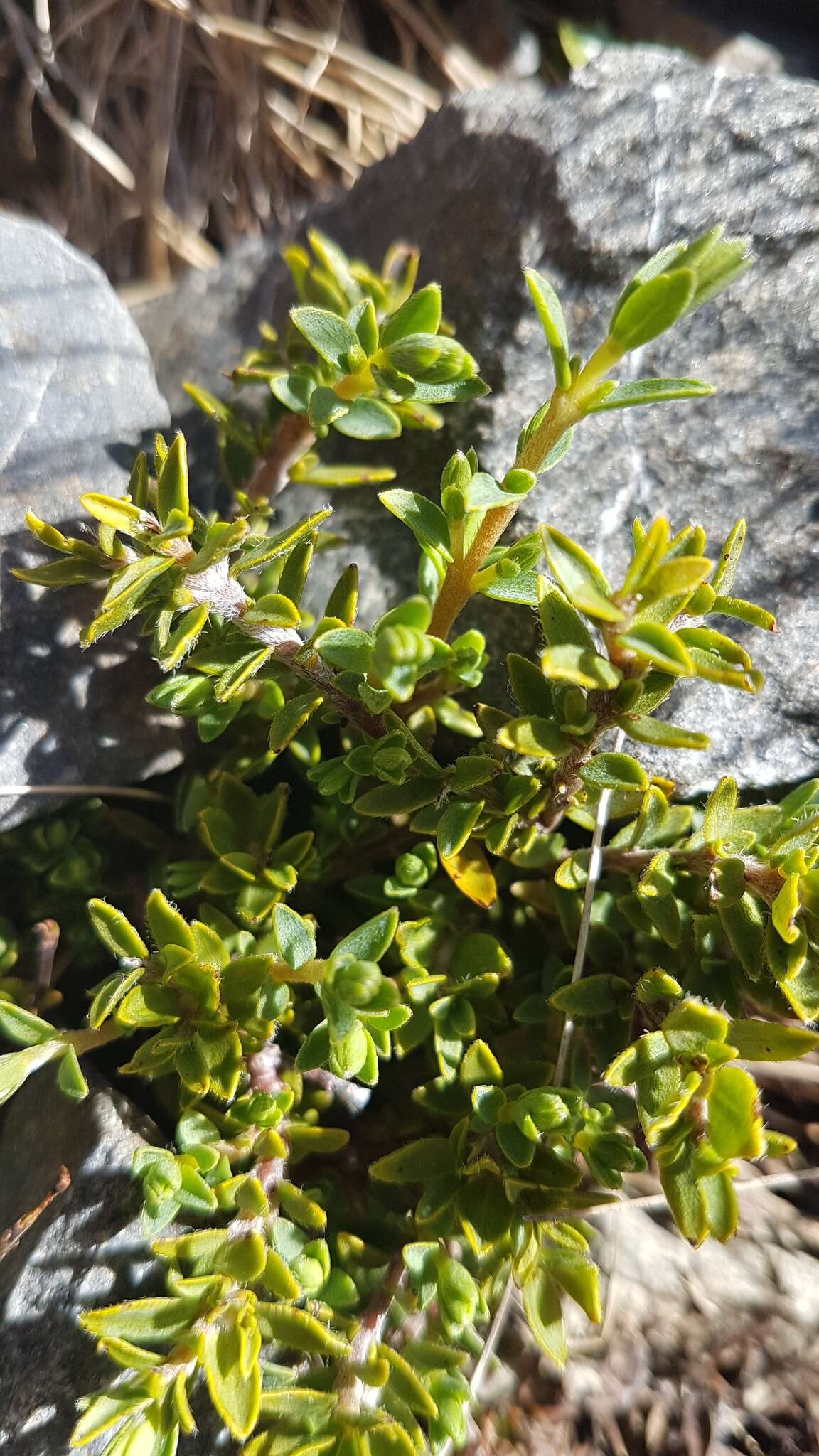 Image of Pimelea oreophila subsp. hetera C. J. Burrows