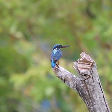 Image of Alcedo atthis hispidoides Lesson & R 1837