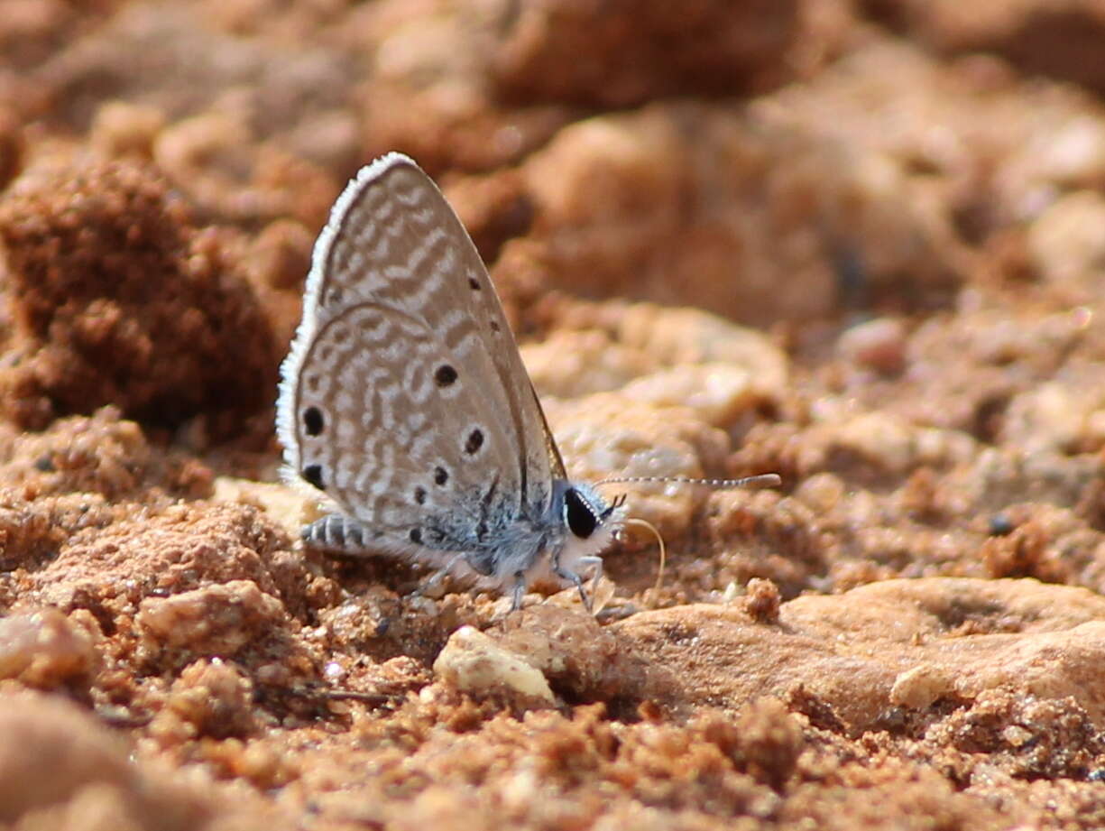 Image of Bright Babul Blue