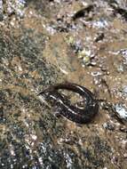 Image of Olympic Torrent Salamander