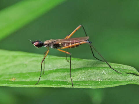 Micropeza corrigiolata (Linnaeus 1767) resmi