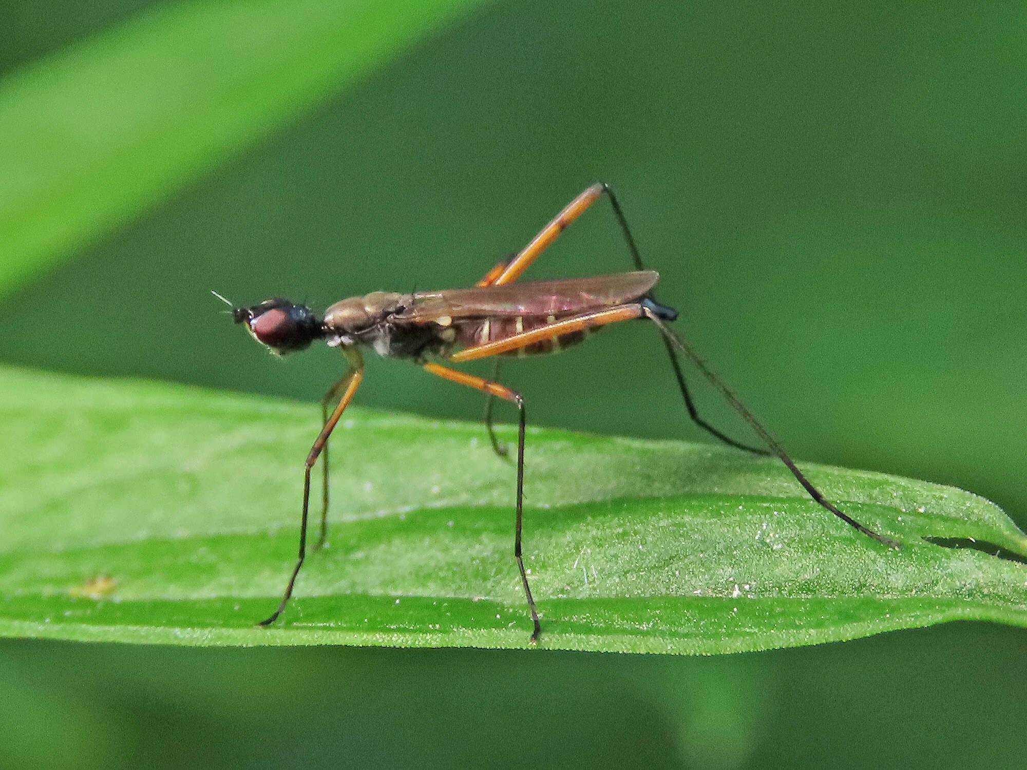 Image of Micropeza corrigiolata (Linnaeus 1767)