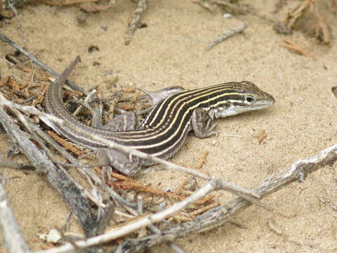 Image of Plateau Striped Whiptail