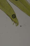 Daltonia splachnoides W. J. Hooker & Taylor 1818的圖片