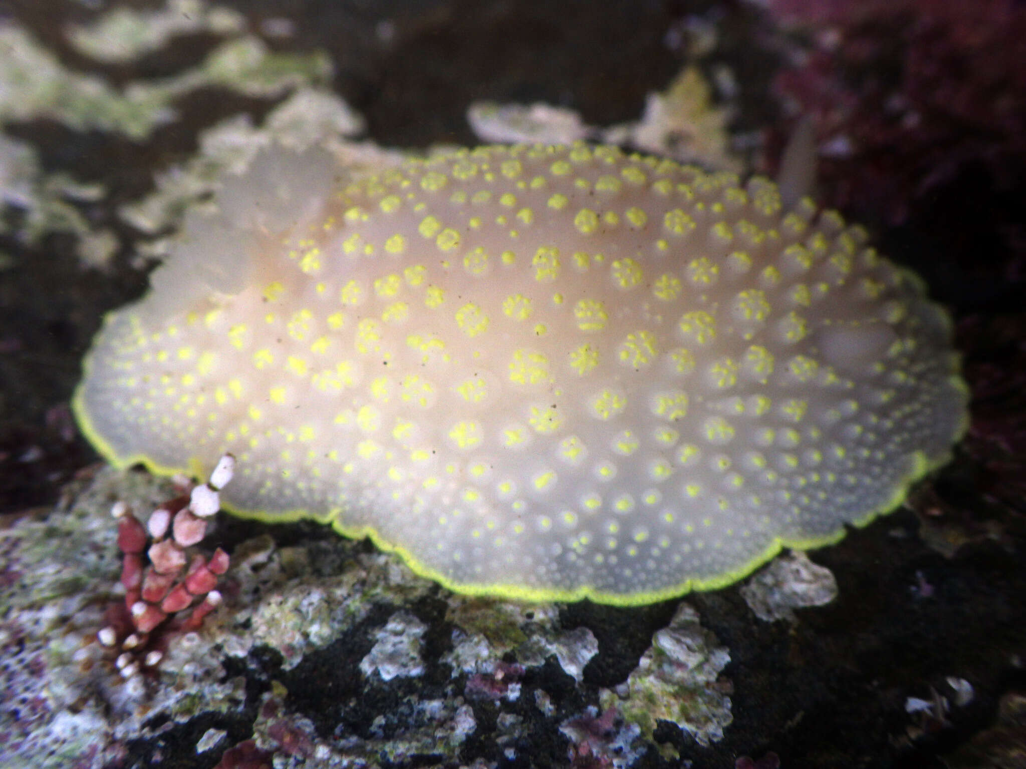 Image of Cadlina jannanicholsae Korshunova, Fletcher, Picton, Lundin, Kashio, N. Sanamyan, K. Sanamyan, Padula, Schrödl & Martynov 2020