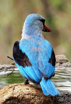 صورة Halcyon senegalensis cyanoleuca (Vieillot 1818)