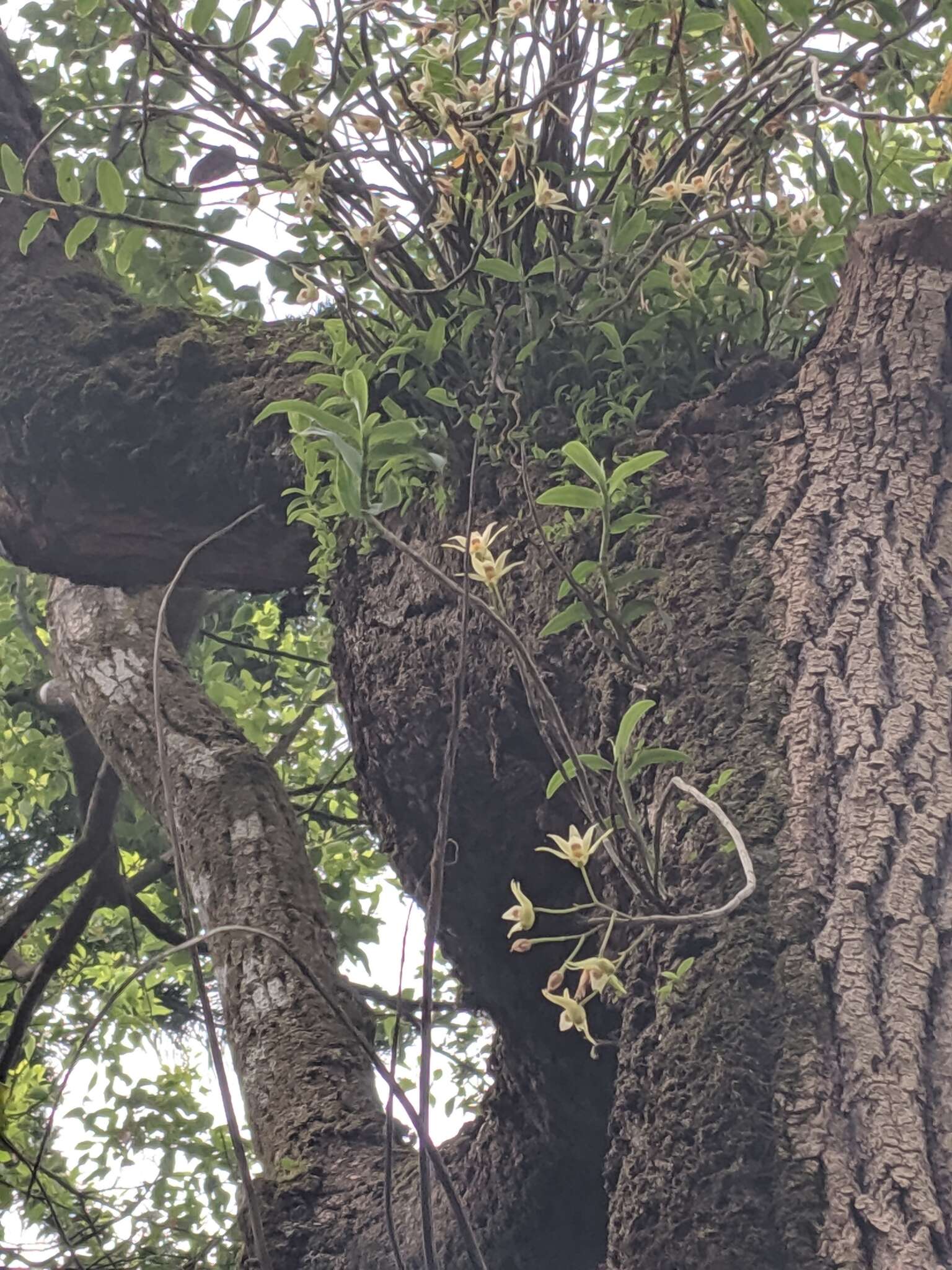 Imagem de Dendrobium catenatum Lindl.