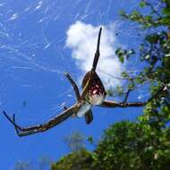 Imagem de Cyrtophora moluccensis cupidinea (Thorell 1875)