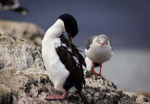 Image of Imperial Shag