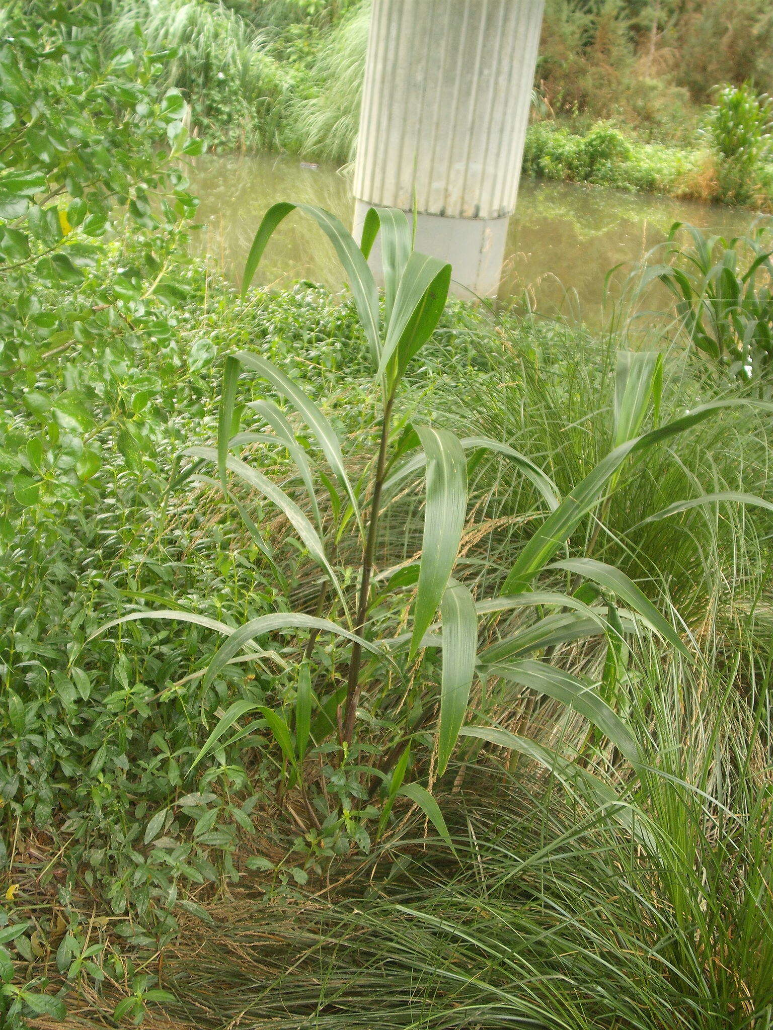 Image of Uruguayan fountaingrass