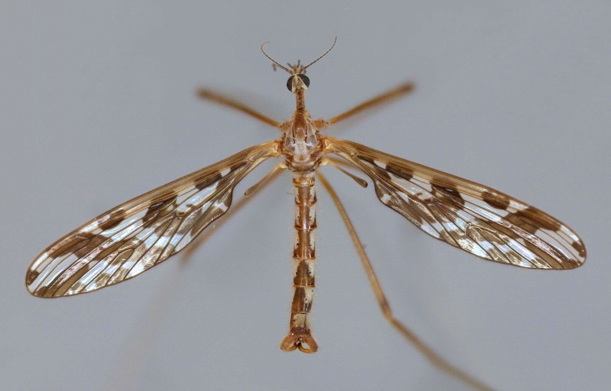Image of Mischoderus forcipatus