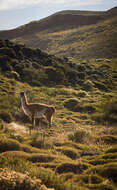 Image of Guanaco