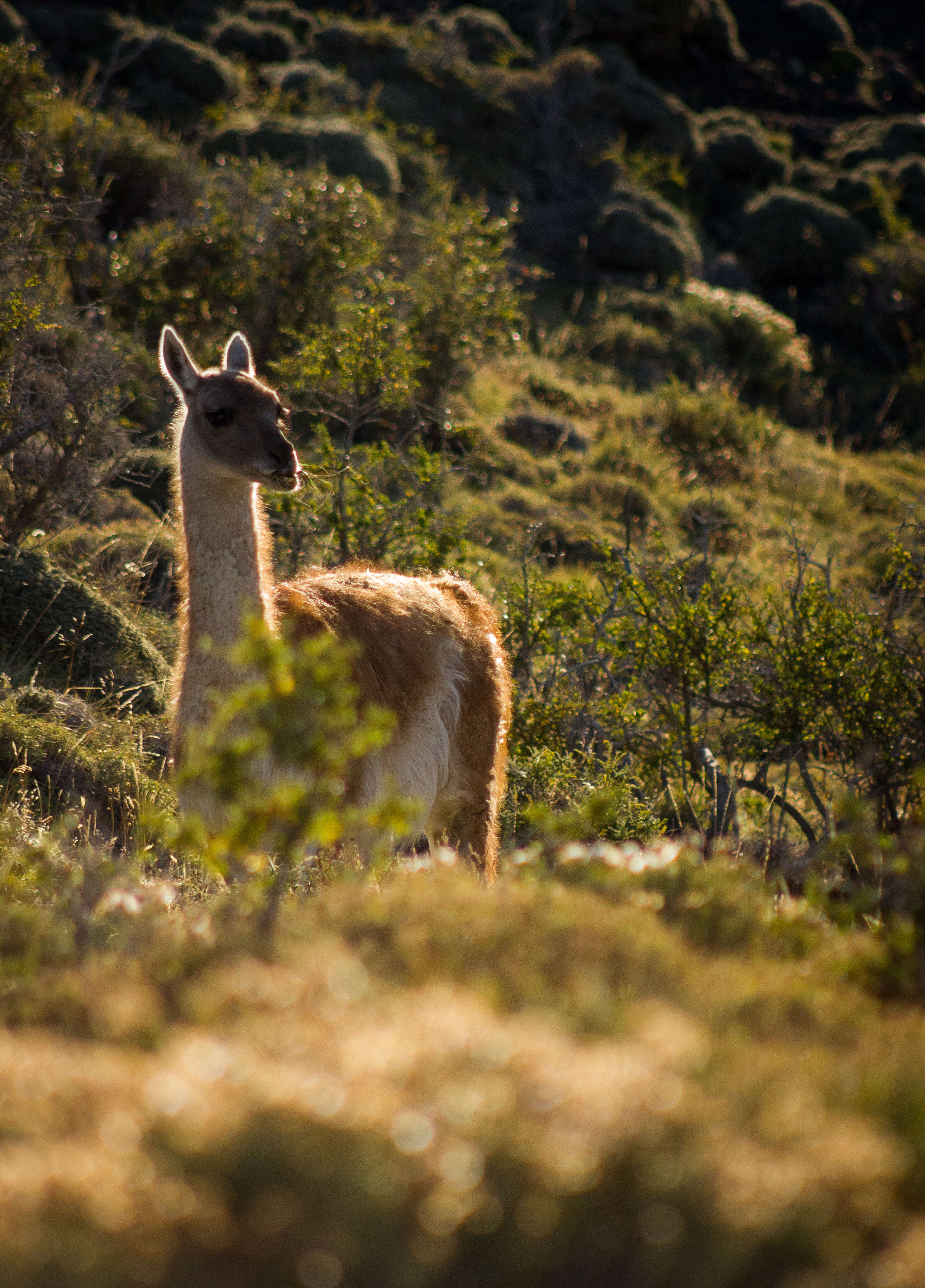 Image of Guanaco