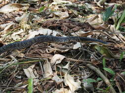 Image of Amazon False Fer-de-lance