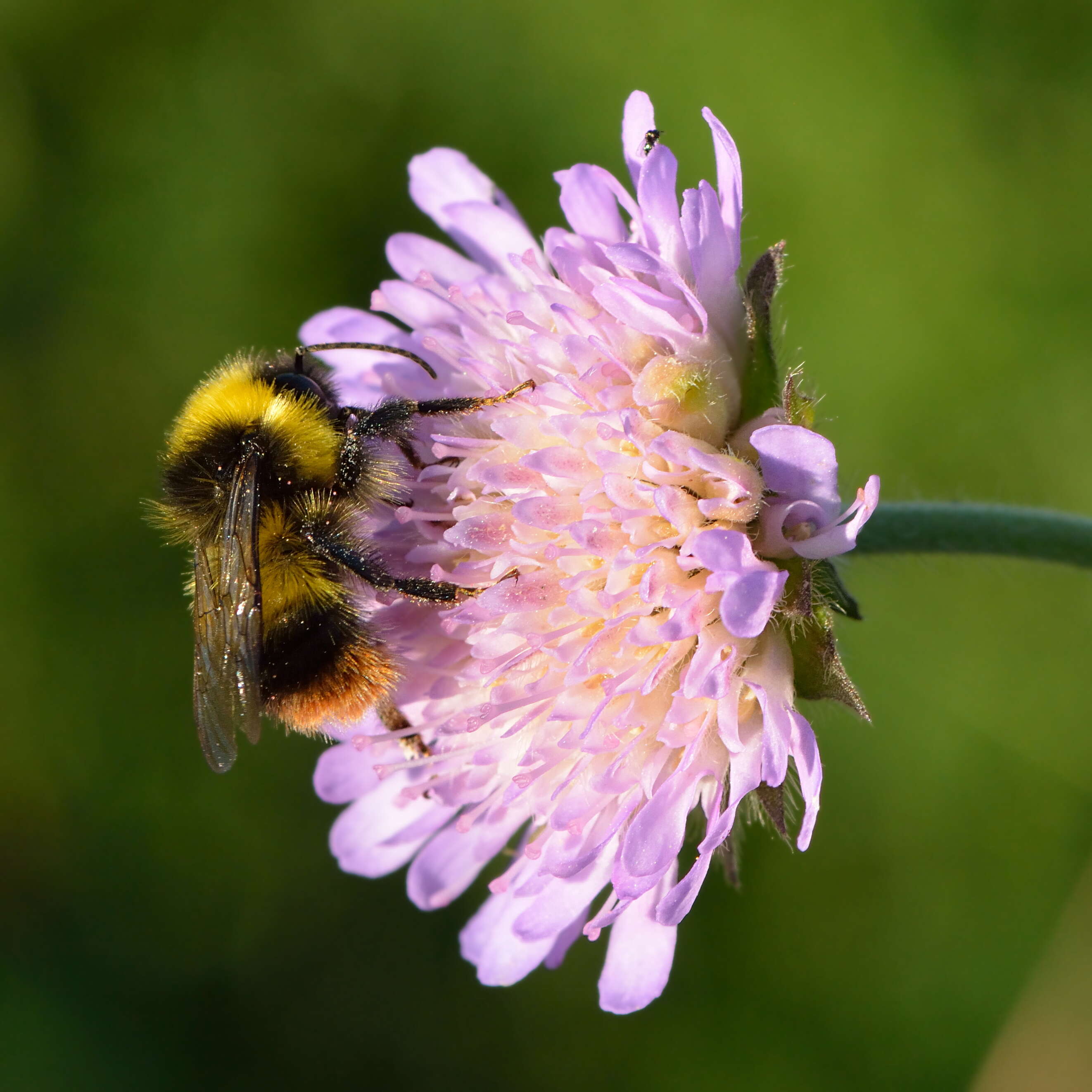 Слика од Knautia arvensis (L.) Coulter