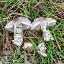 Image of Gyroporus phaeocyanescens Singer & M. H. Ivory 1983