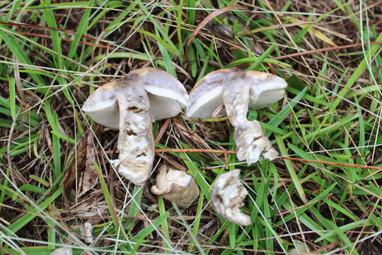 Image of Gyroporus phaeocyanescens Singer & M. H. Ivory 1983