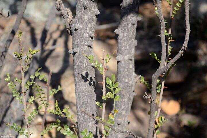 Zanthoxylum capense (Thunb.) Harv. resmi