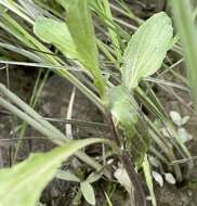 Image of Erythranthe scouleri (Hook.) G. L. Nesom