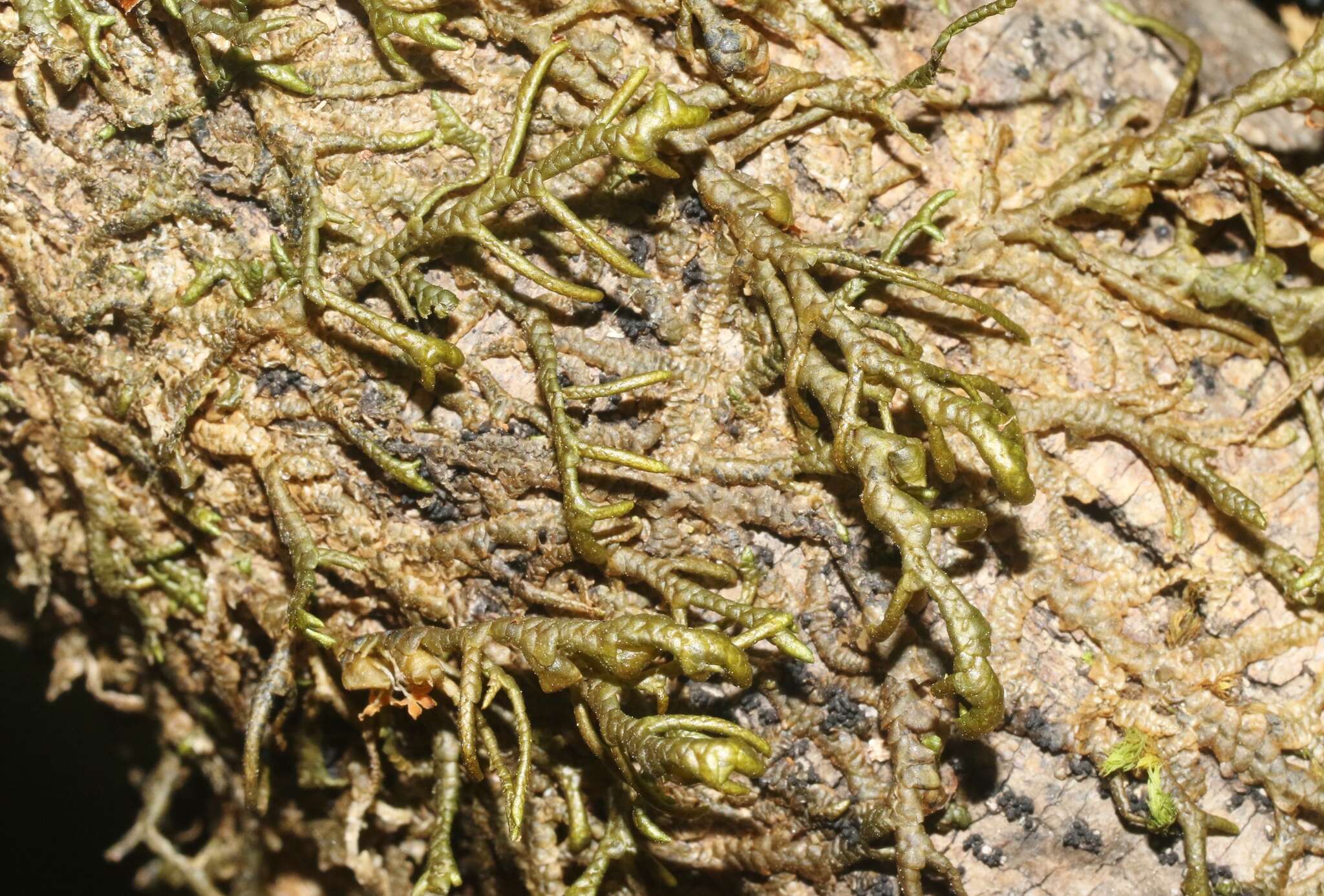 Image of Cliff Scalewort