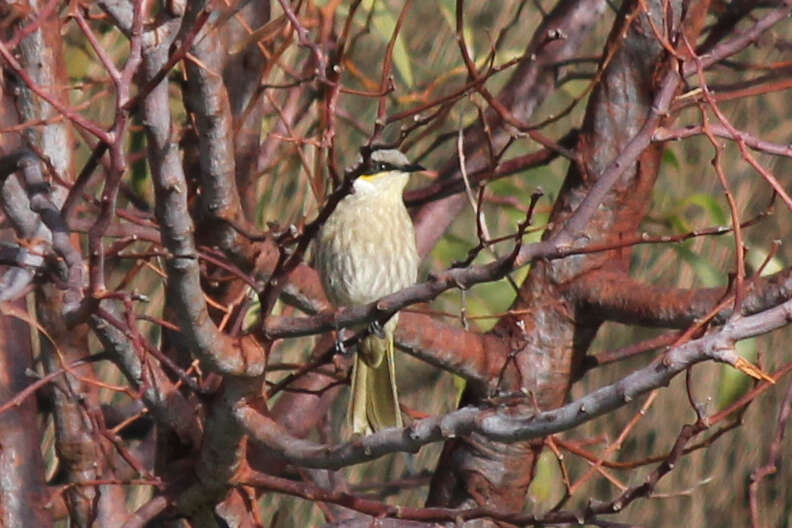 Image of Band-faced Honeyeaters