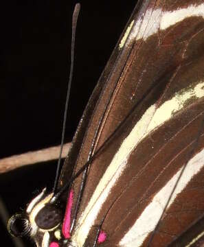 Imagem de Heliconius charithonia Linnaeus 1767