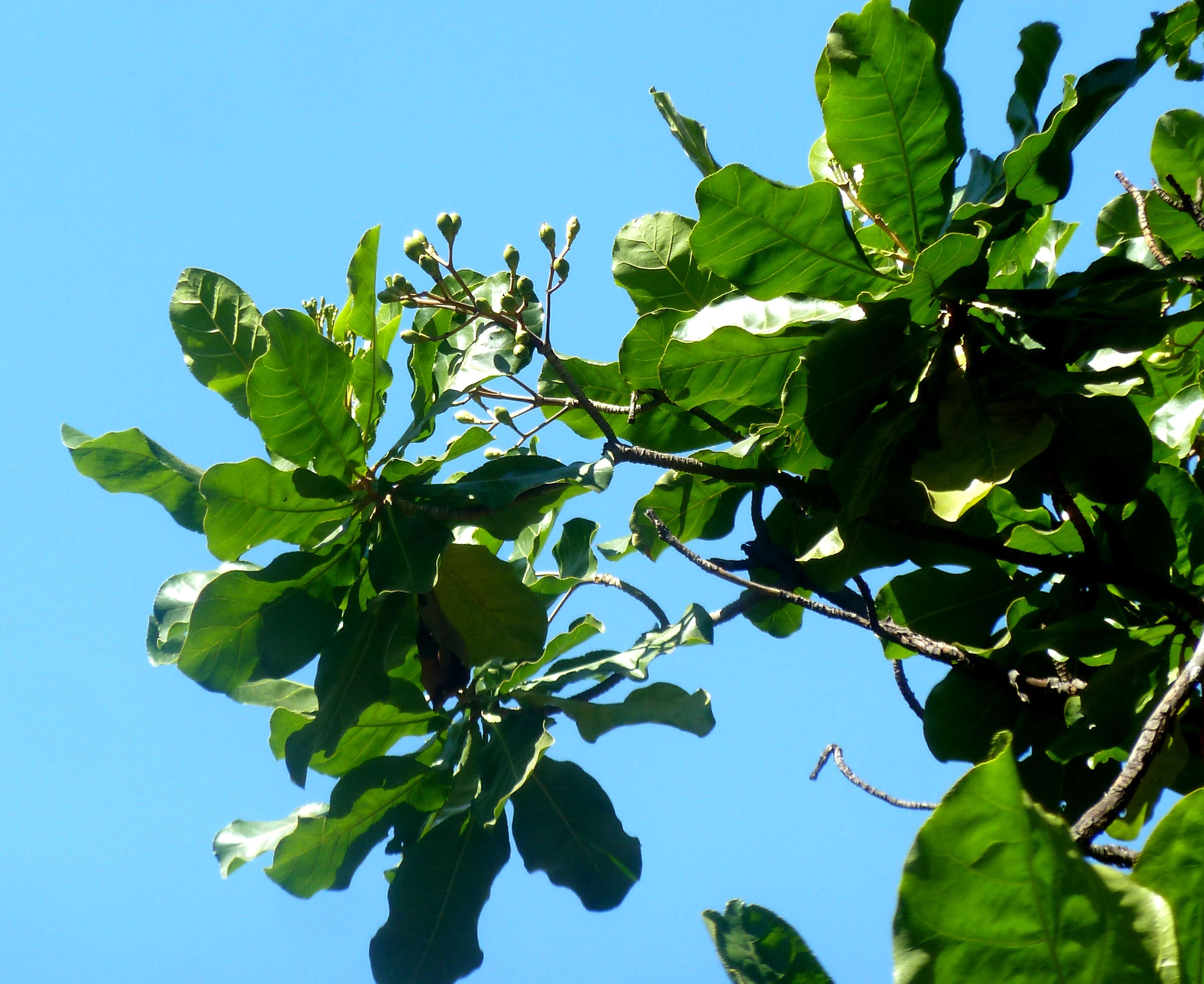 Image de Anthocleista grandiflora Gilg