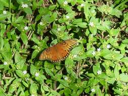 Image of rough Mexican clover