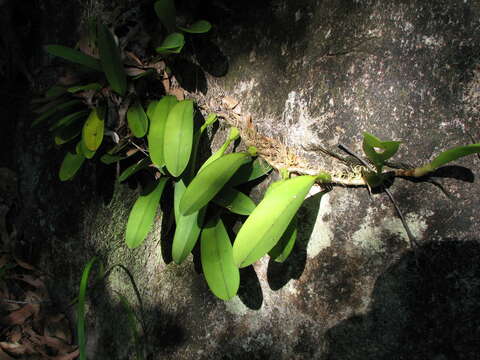 Image of Bulbophyllum baileyi F. Muell.