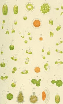 Image of Chlamydomonadaceae