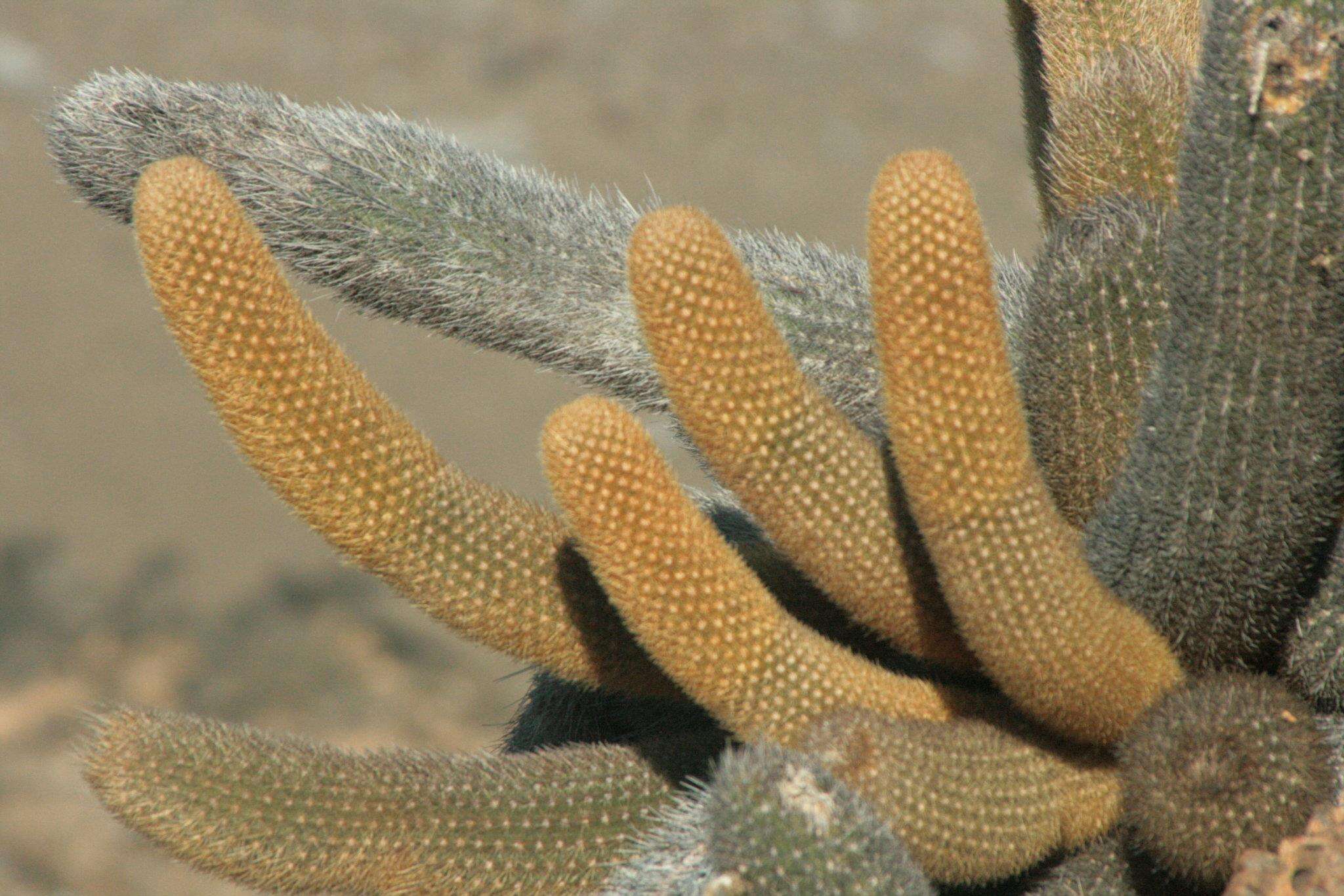 Image of Brachycereus