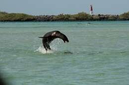 Image of Galapagos Sea Lion